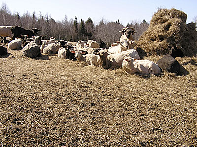 Sheep on hilltop