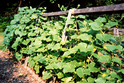 A-frame trellises