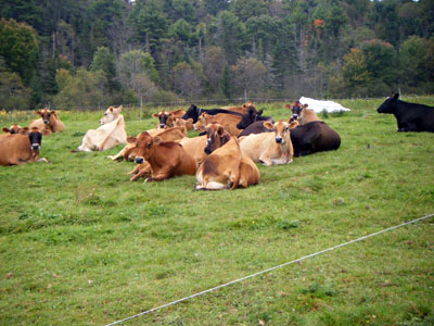 Cows