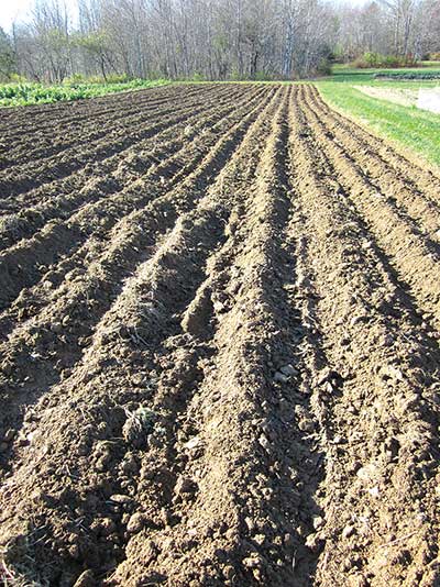 Planting in ridges at Nettie Fox Farm