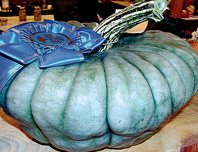 'Queensland Blue' squash