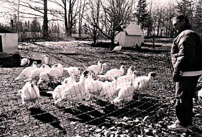 Charlotte and the turkeys.