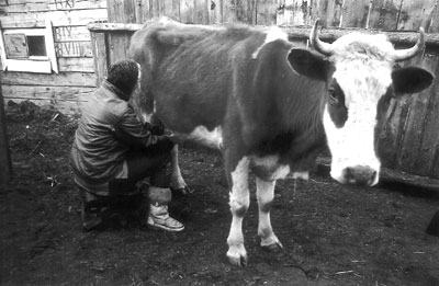 Larissa milking