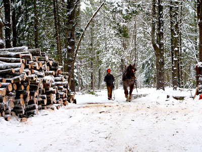 Low-impact logging. Photo of Brad Johnson and Sal by Jennifer Glick.