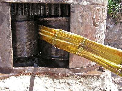 Pressing sugar cane