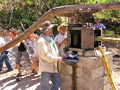 Pressing sugar cane