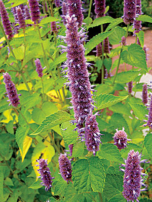 Anise hyssop