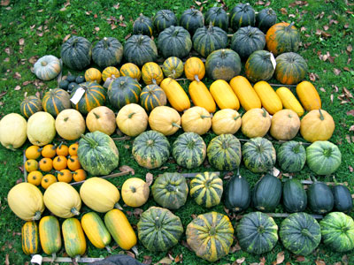 Bonsall cucurbits