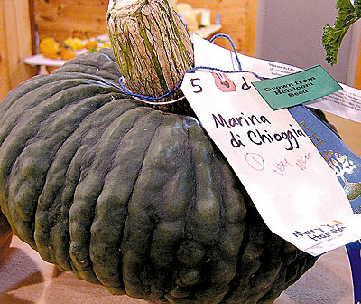 ‘Marina di Chioggia’ squash