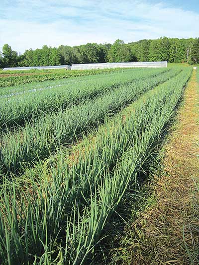 Storage onions growing at Nettie Fox Farm