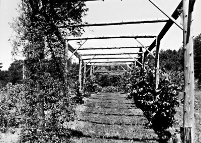 An arbor supports hardy kiwis