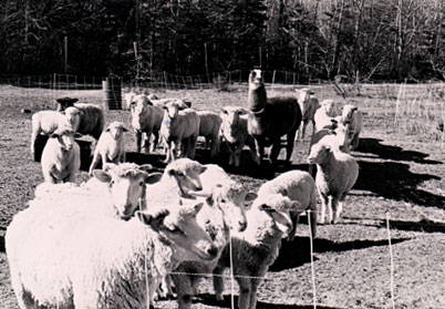 Rambouillet sheep at Shalom