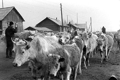 Herding cows