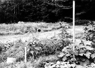 Barbara Smith’s sunflowers