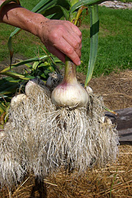 ‘Phillips’ garlic