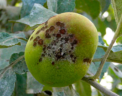 Apple scab on fruit and leaves. Photos by C.J. Walke.