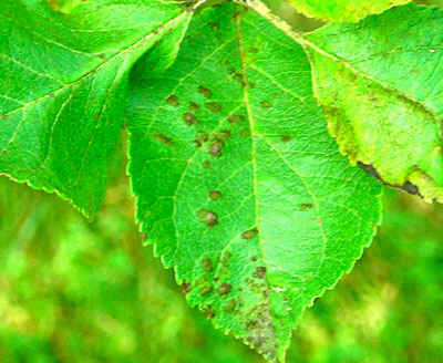 Apple scab on leaf. Photo by C.J. Walke.