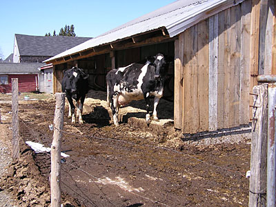 Loafing shed