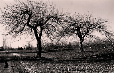 Two old Wolf River apple trees