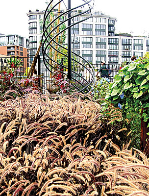 Fountain grass (Pennisetum alopecuroides)