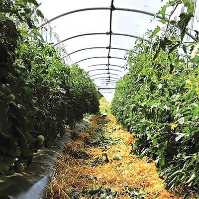 High tunnels at Nettie Fox Farm