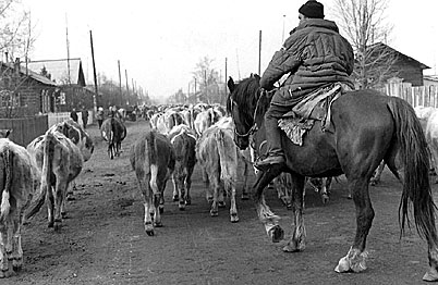 Cows herded through the village