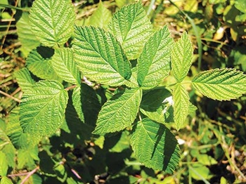 Raspberry leaves