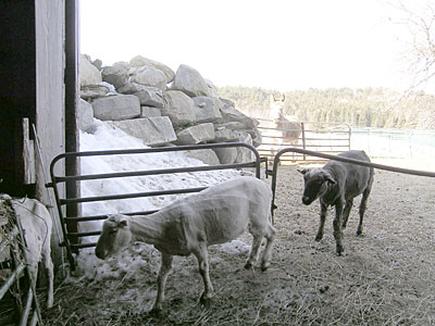 Entering the barn