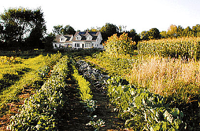 Knapp vegetable garden