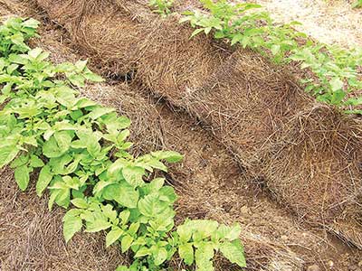 A heavy hay mulch, as promoted by Ruth Stout. Jean English photo