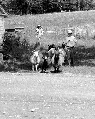 Meadowsweet Farm