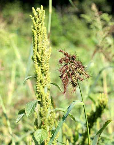 Amaranth left, barnyard grass right