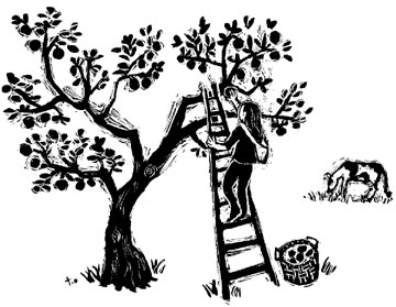 Apple Picker illustration by Toki Oshima