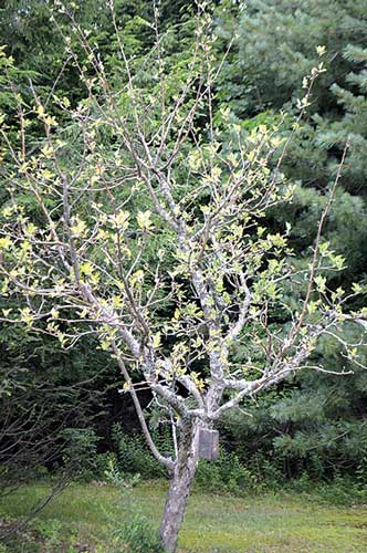 Apple tree showing showing signs of stress. Jean English photo