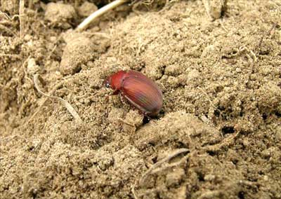 Asiatic garden beetle