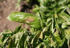 Basil downy mildew