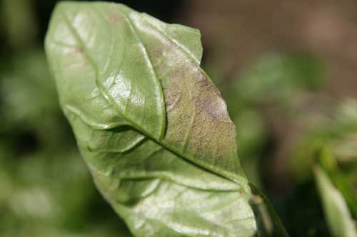 Downy mildew spores on bottom of basil leaf