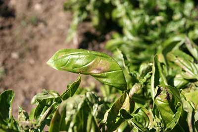 Basil downy mildew