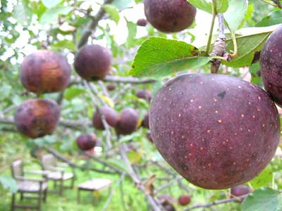 Black Oxford apples