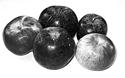 Black Oxford apples