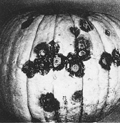Black rot on pumpkins