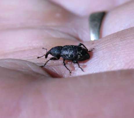 Black vine weevil adult form – Otiorhynchus sulcatus – close relative to strawberry root weevil. Photo Eric Sideman