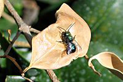 Blue orchard bee. From https://en.wikipedia.org/wiki/Blue_orchard_bee