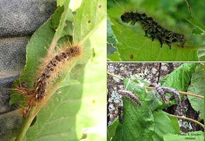 Browntail moth caterpillars infected by fungal disease. Photo Ellie Groden