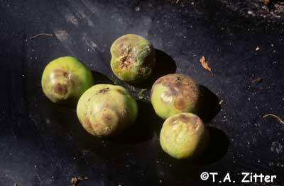 Buckeye rot of tomato