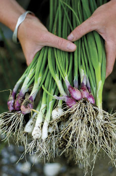 Scallions