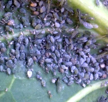 Cabbage aphids - Brevicorynne brassicae