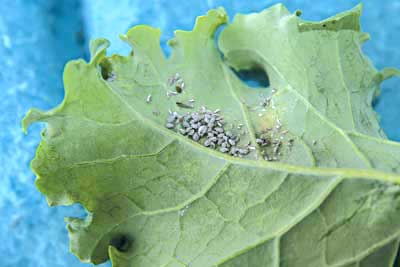 Cabbage aphids on the underside of a leaf