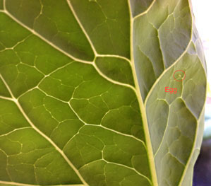 Cabbage worm egg (circled)