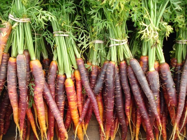 Colorful carrots grown in Maine